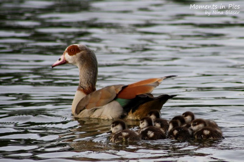 2010-06-14 Airis Blue Volshebny Svet (3).jpg